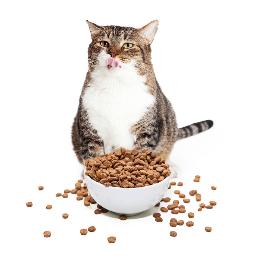 เทคนิคการให้อาหารแมวเพื่อจัดการกับความอ้วนของน้องแมว