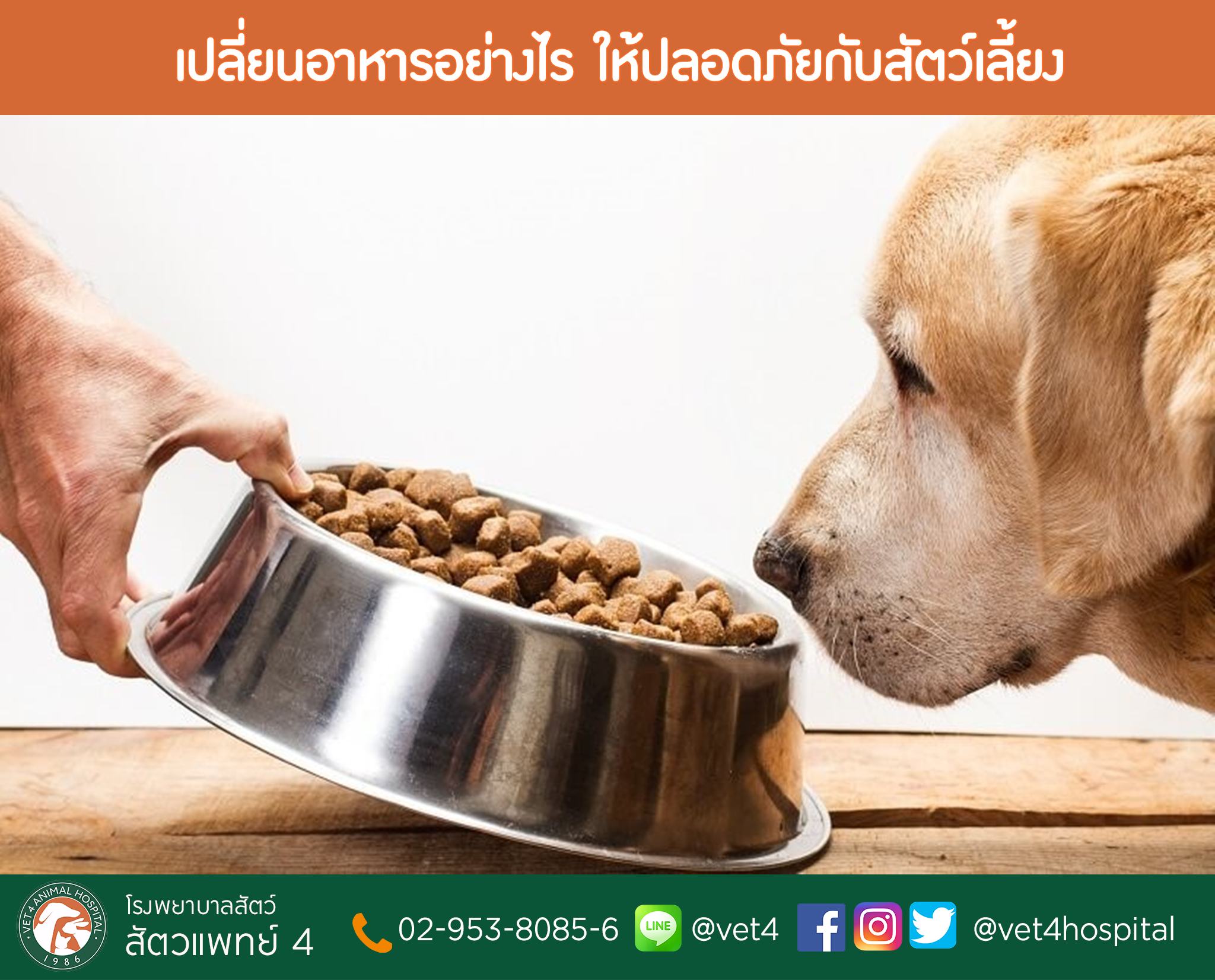 Hacer comida casera para perros